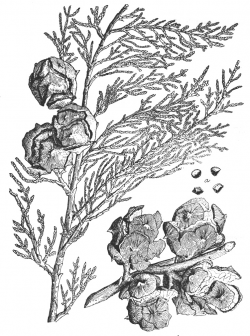 Illustration from Sudworth (1908). 